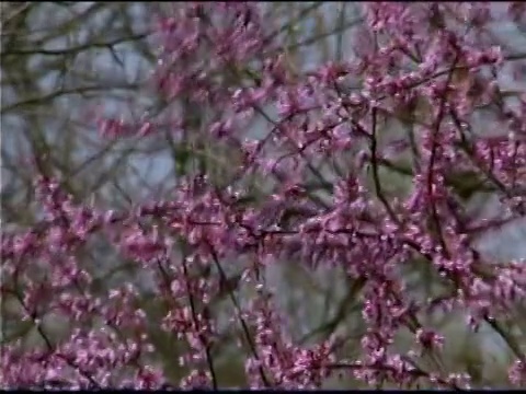 紫荆树上的粉红色树枝的架状焦点视频素材