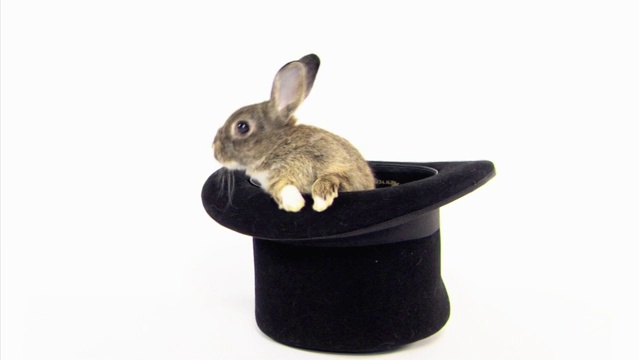 兔子在帽子视频素材
