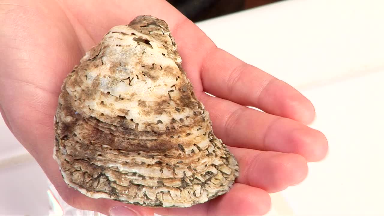牡蛎里的珍珠视频下载