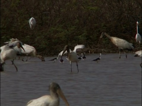低角度的鹭降落在一个湖视频下载