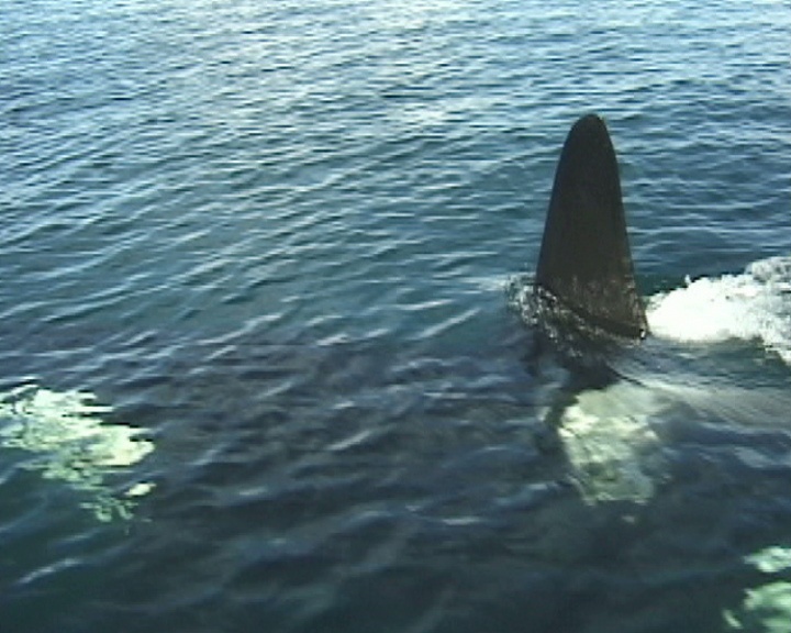 虎鲸游过镜头视频素材