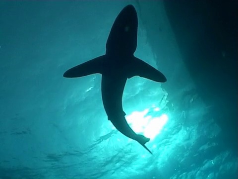 丝鲨WS剪影与明亮的阳光和船体视频下载