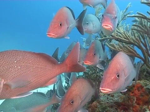 一群咕噜鱼在珊瑚礁边缘的水流中游动视频下载