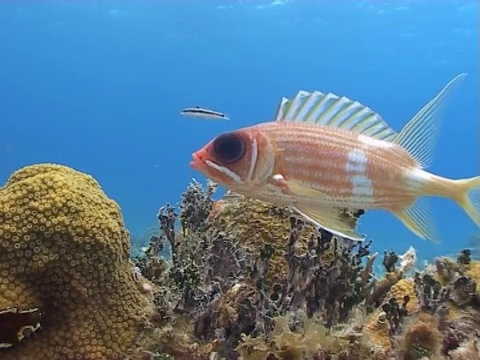 MCU鲜红的松鼠鱼移动在当前巨大的眼睛礁对蓝色的水视频下载