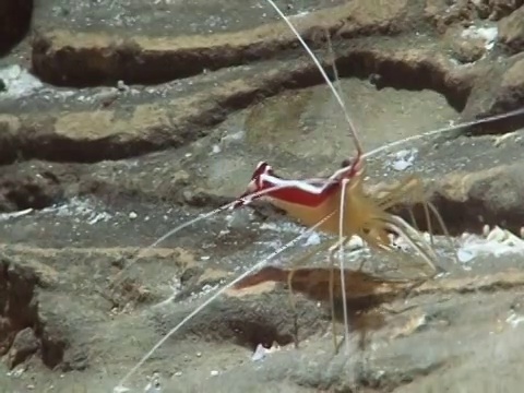 虾,在岩石视频下载