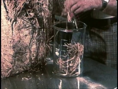 1980年，人们撕开谷物捆，把一些放在烧杯/美国视频下载