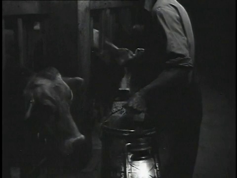 20世纪40年代，美国俄亥俄州圣克莱尔斯维尔，一名农民在喂牛视频素材