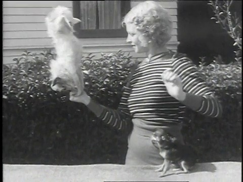 1935年12月9日，美国加州威尼斯，蒙太奇女子训练狗表演特技视频素材