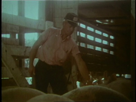 1970年，蒙太奇奥斯卡·梅尔的雇员在一个农民的猪圈里检查猪视频素材
