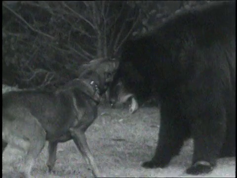 1935年，蒙太奇熊和狗玩耍打架/好莱坞，加利福尼亚，美国视频素材