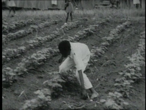 1940蒙太奇儿童在庄稼地里玩耍/美国视频素材