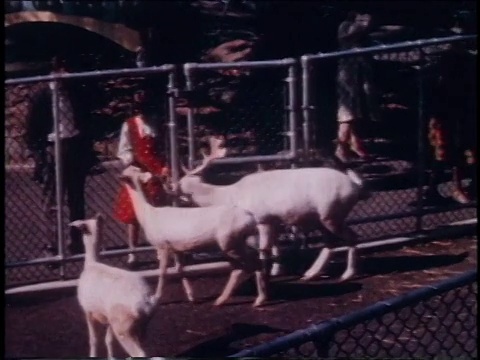 1962年，蒙太奇人参观中央公园儿童动物园/纽约，美国视频素材