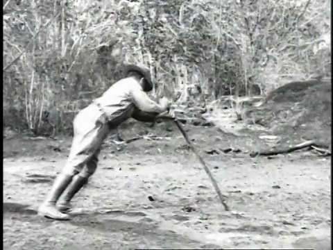 1923年，曼女士将杆子推入沼泽地寻找石油视频素材