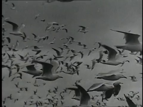 1952蒙太奇飞行中的鸟群/美国视频下载