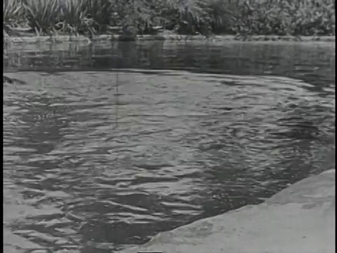 1920年，蒙太奇警官在池塘里游泳追赶一名男子，并腹部着地继续追逐视频下载