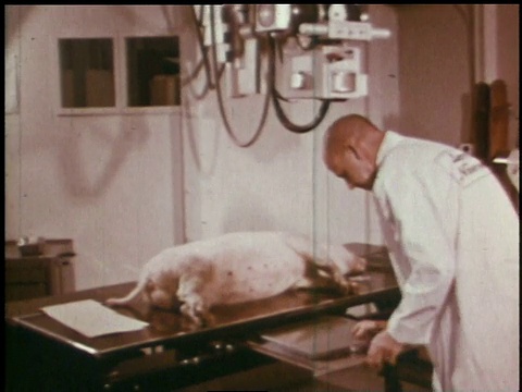 1966年，蒙太奇科学家在猪身上测试辐射水平/华盛顿汉福德视频下载