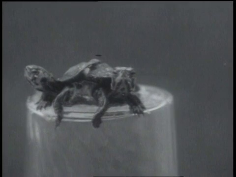 1931年10月1日蒙太奇专家发现两只头龟/美国佛罗里达州盖恩斯维尔视频素材
