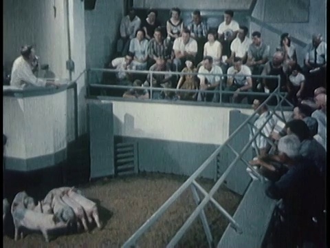 1963年，当猪被游行出售时，HA拍卖师吟唱/美国视频素材