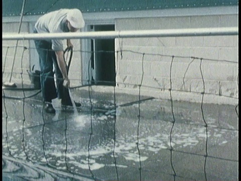 1963年蒙太奇人清洁畜栏，黑猪在畜栏行走/美国视频素材