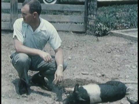 1963年蒙太奇病猪躺在地上尖叫，农民跪在它旁边/美国视频素材