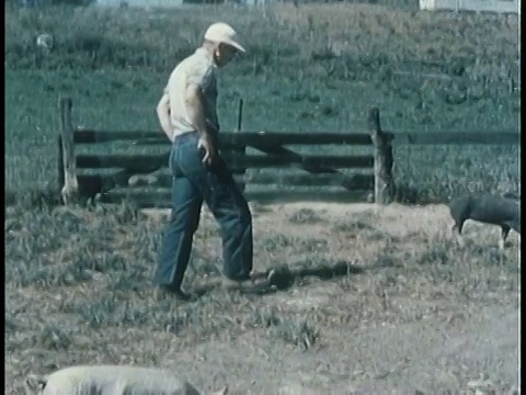 1963年TS农民在猪圈里，试图帮助生病的猪站/美国视频素材
