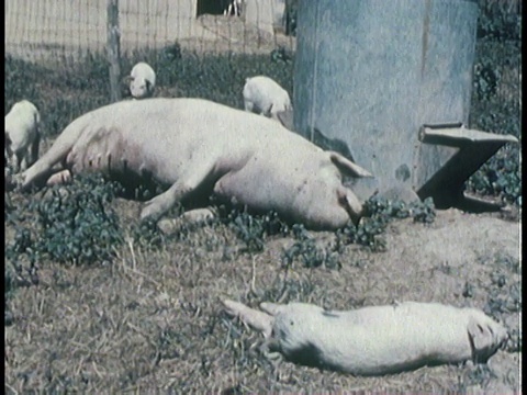 1963年蒙太奇农民看书，死猪/美国视频下载