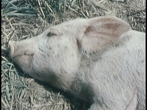 1963年蒙太奇猪出现疾病症状，包括虚弱和眼液/美国视频素材