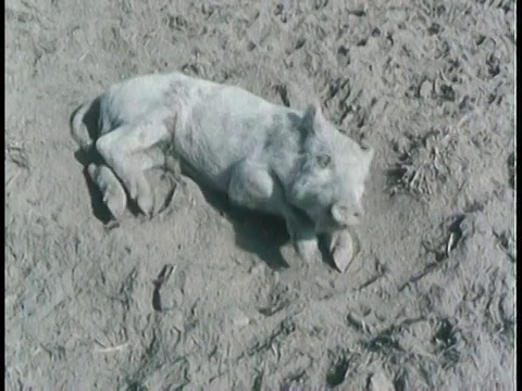 1963年蒙太奇猪患猪霍乱晚期/美国视频素材