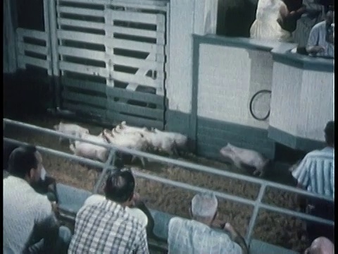 1963年，蒙太奇农民观看猪在拍卖/美国视频素材