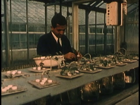 1958年蒙太奇科学家在温室把放射性磷滴在植物上/美国视频素材