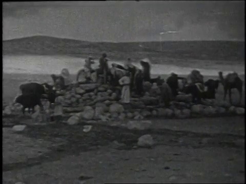 1936年，蒙太奇骆驼在水坑和婴儿骆驼护士，男人抓和骑骆驼视频素材