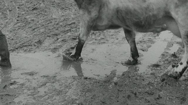 1955年蒙太奇农场动物、鞋和机器在农场之间传播口蹄疫，冷藏尸体将其带入国家/英国视频下载
