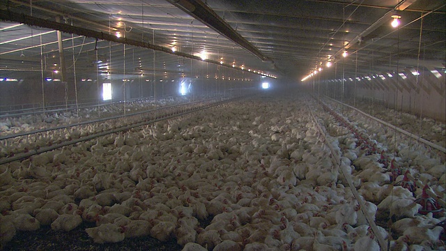 医管局在美国马里兰州罗德斯代尔的大型商业家禽生产设施饲养鸡只视频下载