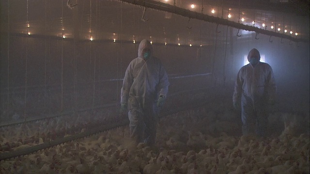 美国农业部的研究人员穿着防护服和口罩穿过美国马里兰州罗德斯代尔双麻烦农场的一群圈养鸡视频下载