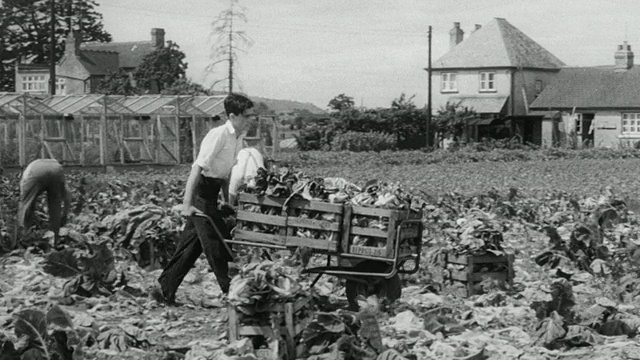1948年，蒙太奇合作社成员种植、装箱和装载农产品，以卡车运输到合作社/伍彻斯特郡，英国视频下载