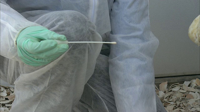 PAN科学家用棉签擦拭公鸡的喉咙/美国视频下载