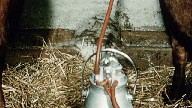 1975蒙太奇通过记录使用的牛奶来管理一头奶牛，定期喂食并确保它们喝了足够的水/英国视频下载