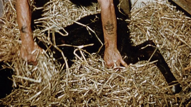 1975年蒙太奇奶牛在进入她的新围栏/英国之前被允许舔她刚出生的牛犊视频下载