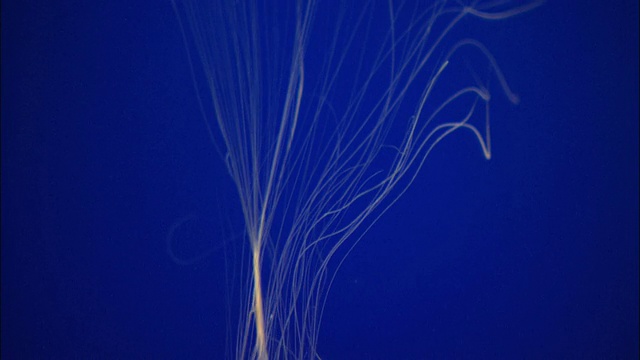在美国加利福尼亚州蒙特雷湾水族馆/莫斯兰丁的鱼缸中游动的水母视频下载