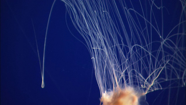 在美国加利福尼亚州蒙特雷湾水族馆/莫斯兰丁的鱼缸中游动的水母视频下载