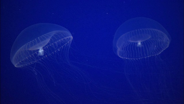 两只水母在美国加州蒙特雷湾水族馆的一个鱼缸里游泳视频下载