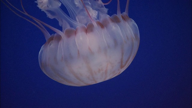 在美国加利福尼亚州的蒙特雷湾水族馆，几乎透明的水母在一个鱼缸里游泳视频下载