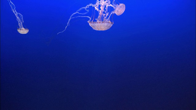 三只水母在美国加州蒙特雷湾水族馆的一个鱼缸里游泳视频下载