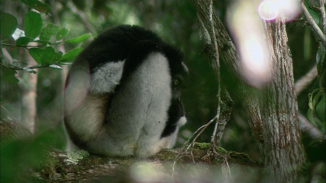 一只狐猴通过舔舐马达加斯加来清洁自己视频下载