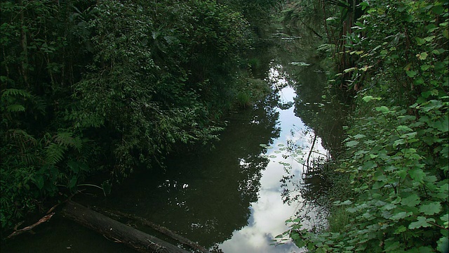 TU一条穿过厚厚的绿色植被墙的小河/马达加斯加视频下载