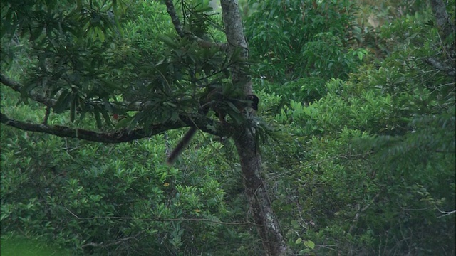 在马达加斯加的森林里，狐猴从一棵树跳到另一棵树视频下载
