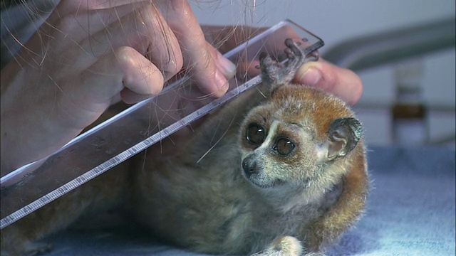 在越南，濒危灵长类动物救援中心的医疗台上，一只懒猴的手正在被测量视频下载