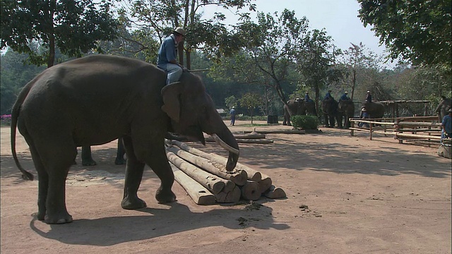 泰国楠邦，大象为他们的骑手拾起、搬运和堆放木头视频下载