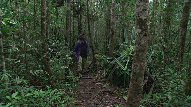 一名灵长类研究人员在丛林中行走/马达加斯加视频下载
