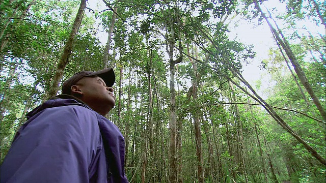 在马达加斯加丛林中搜寻树木的灵长类研究人员视频素材